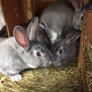 Breeding trios of American rabbits