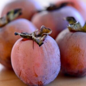 Native/Hardy Plant cutting bundle