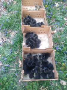 Cayuga ducklings near me for people looking to buy Cayuga ducklings