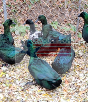 Cayuga Ducks USA duck team green irridenscent ducks
