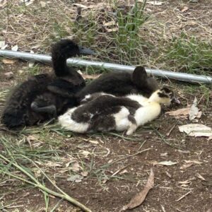 Cayuga ducklings