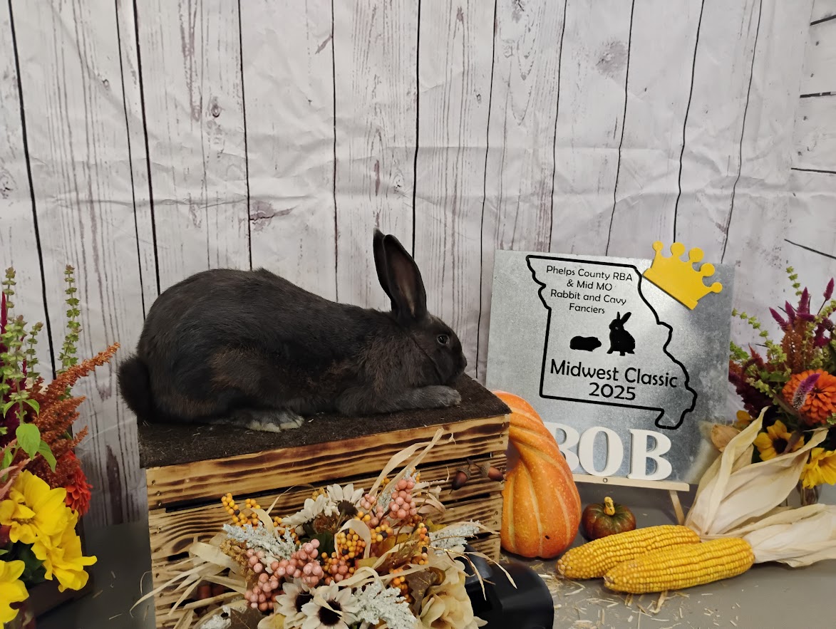 American breed rabbit posting, he won best in breed