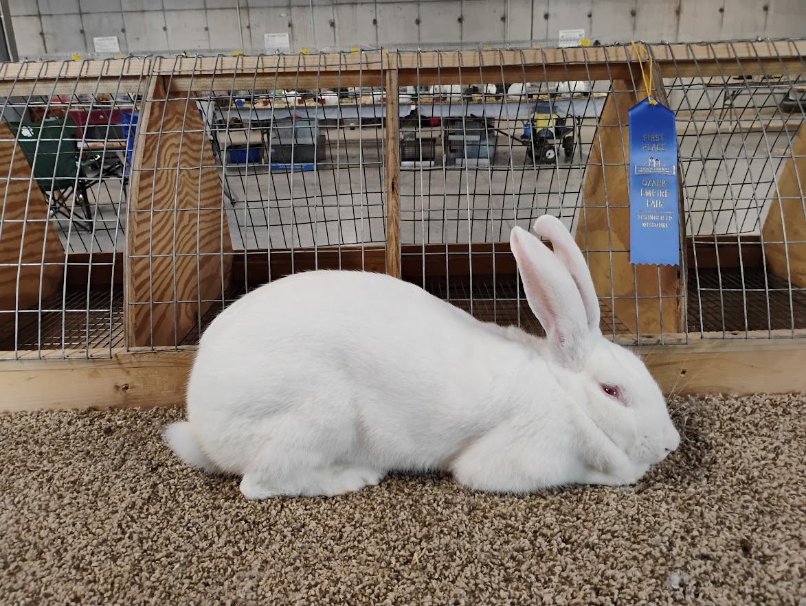 White American Breed Rabbit