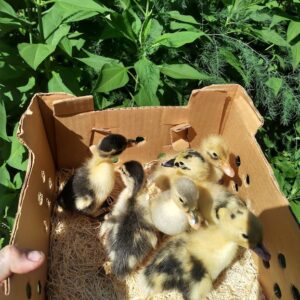 Ancona ducklings