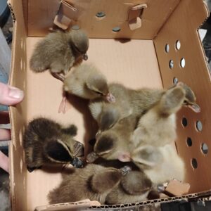 Production Rouens are some of the most productive ducks