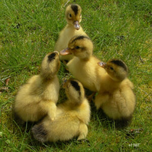 Silver Appleyard Duckling