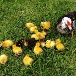 Muscovy ducklings