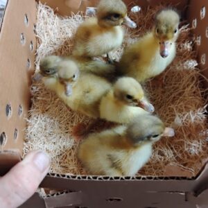 Welsh Harlequin duckling