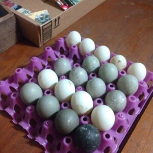 Cayuga hatching eggs