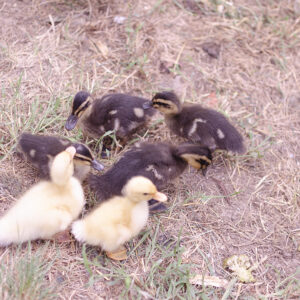 Barnyard mix ducklings