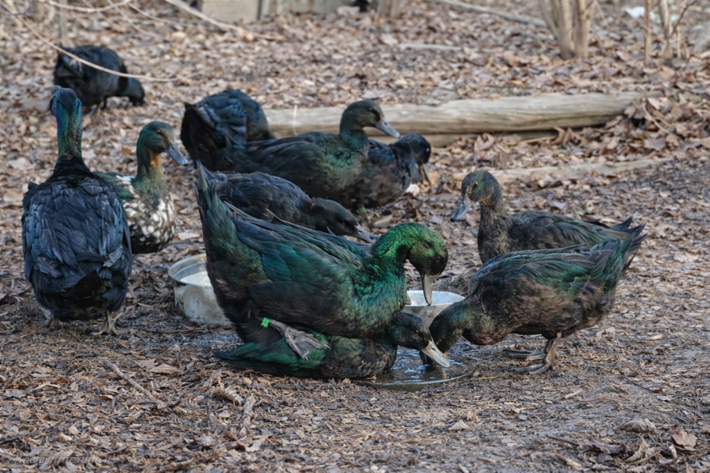 Duck egg fertility depends on the drakes but also on the hatching settings