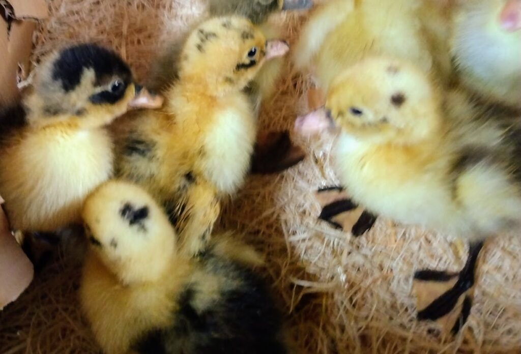 Ducklings near me, a full color set of Ancona ducklings