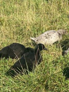 Blue solid duck free ranging in a field