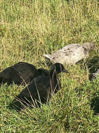 Blue solid duck free ranging in a field