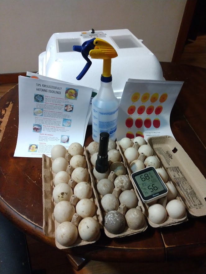 Hatching duck eggs works better when you spray them