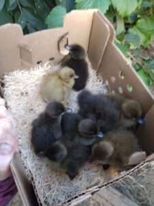 Solid dusky ducks