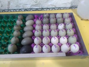 hatching Cayuga eggs labeled by hen