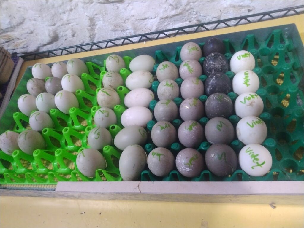Hatching Cayuga Egg sorted by hen. The writing on each egg is the name of the hen who laid the egg. 