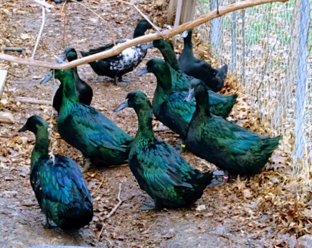 Flock of Cayugas