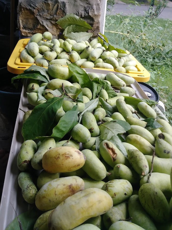 pawpaw Kansas City harvest