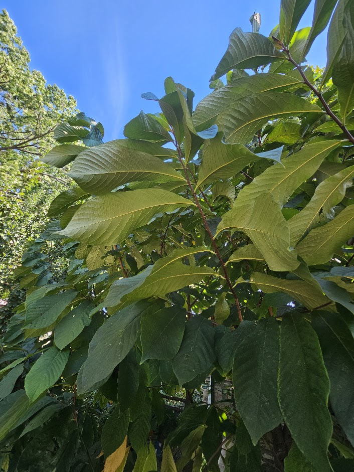 pawpaw Kansas City leaf