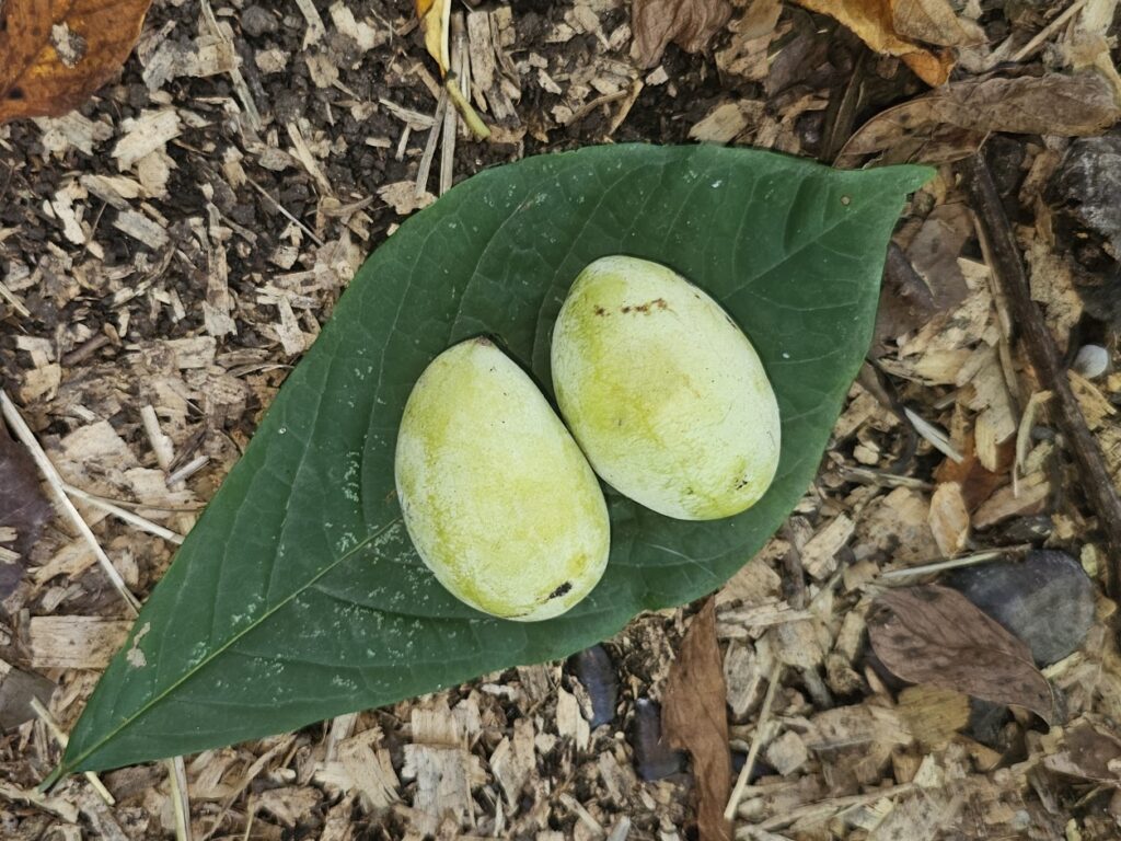 pawpaw Kansas City
