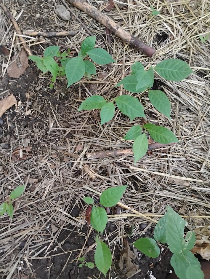 pawpaw Kansas City seedlings
